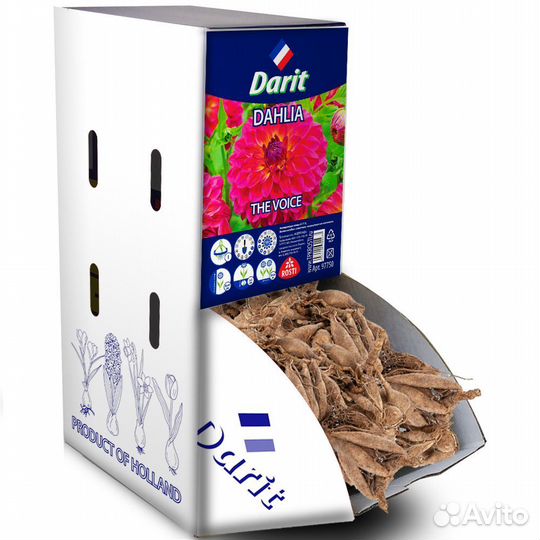 Георгина Войс Dahlia The Voice, Darit Рекбокс 10шт