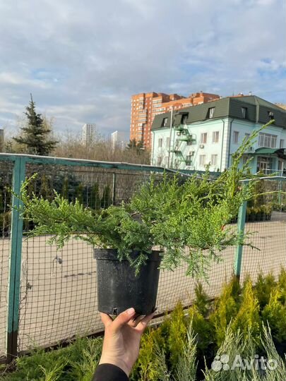 Можжевельник Минт Джулеп