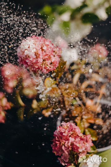 Гортензия метельчатая