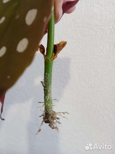 Бегония макулата