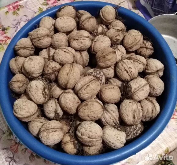 Орех грецкий