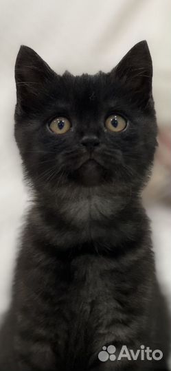 Британская кошечка