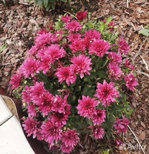 Хризантемы мультифлора