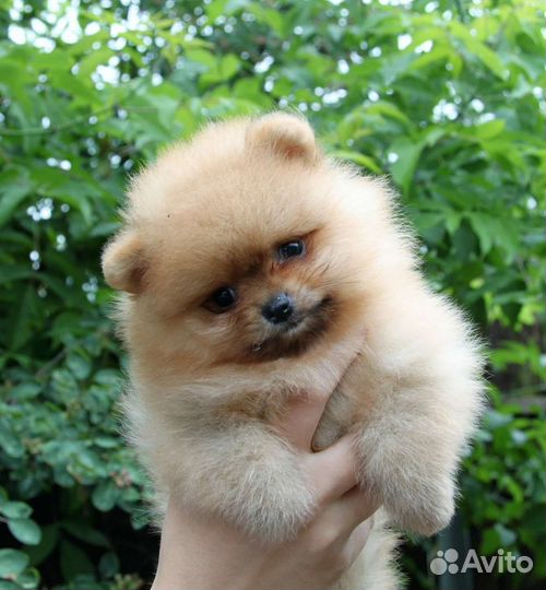 Щенки померанского шпица в большом выборе