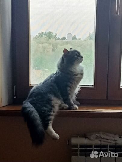 Кот в дар бесплатно