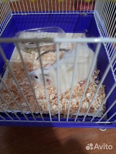 Крыса домашняя