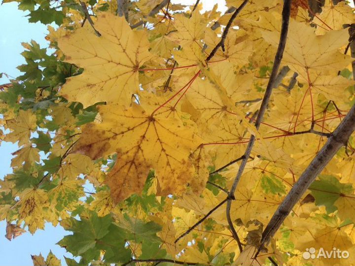 Клен остролистный