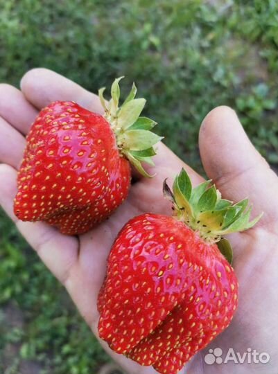 Клубника murano