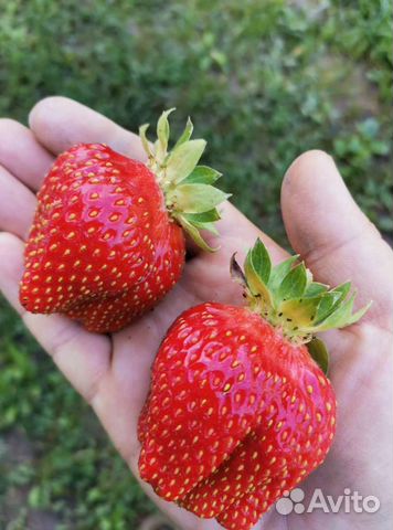 Клубника murano