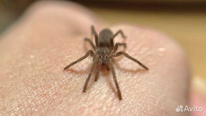 Паук птицеед Birupes simoroxigorum н/о