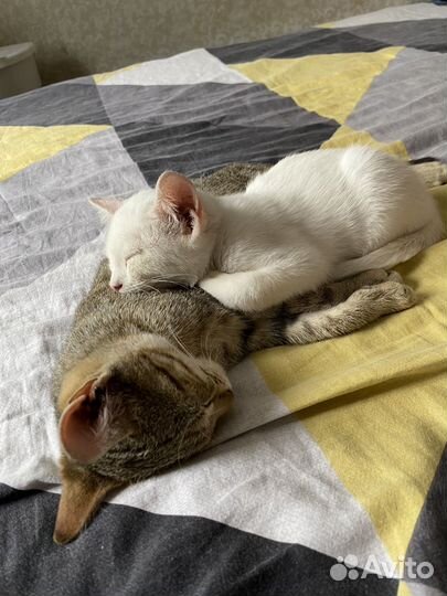 Передержка для животных