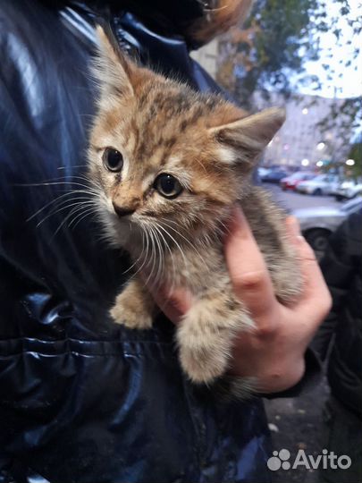 Кошка бесплатно