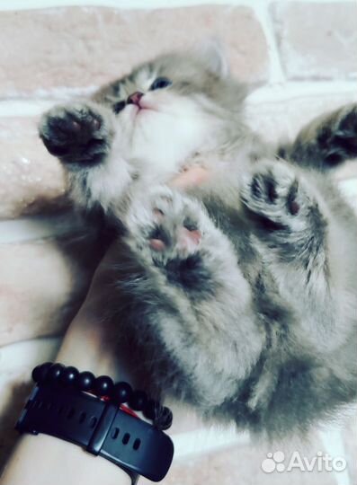 Британский длинношерстный котенок