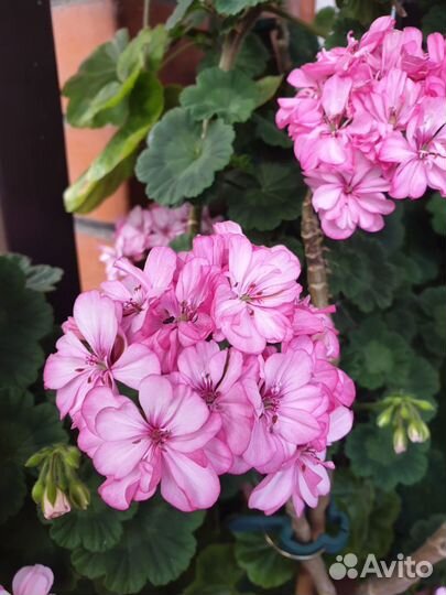 Пеларгония