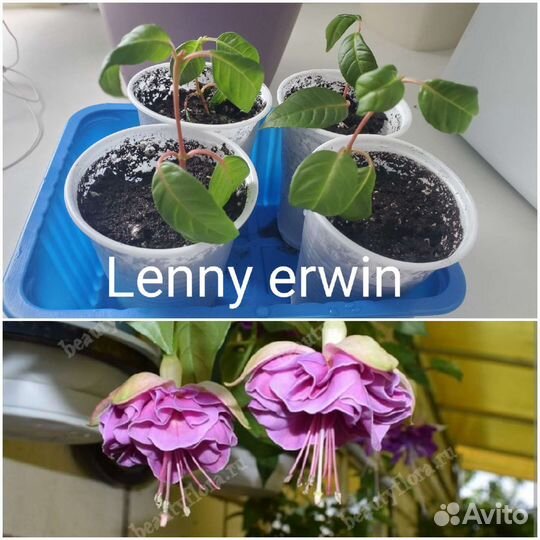 Фуксии сортовая