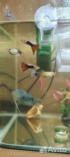 Аквариумные рыбки гуппи самки, самки, мальки