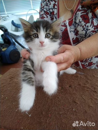 Котята ищут хозяев