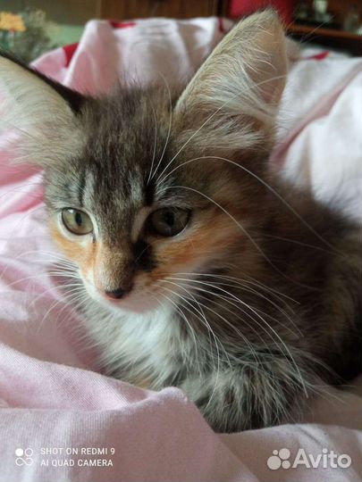 Отдам котят в добрые заботливые руки