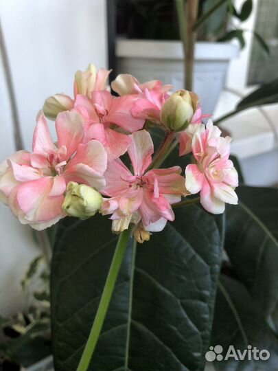 Пеларгония сортовая зональная и плющелистная