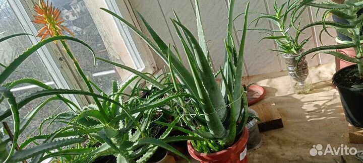 Алоэ гигант Древовидное и Вера