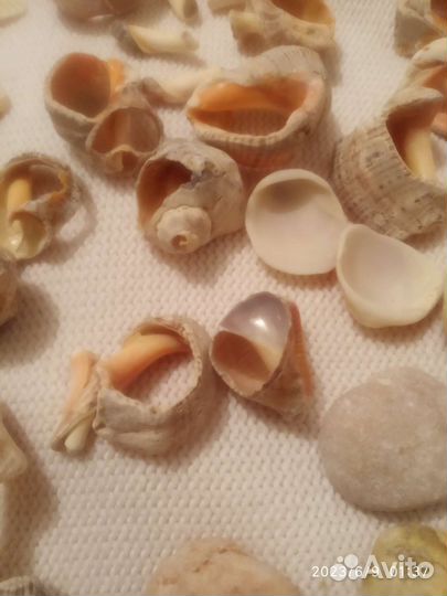 Ракушки морские