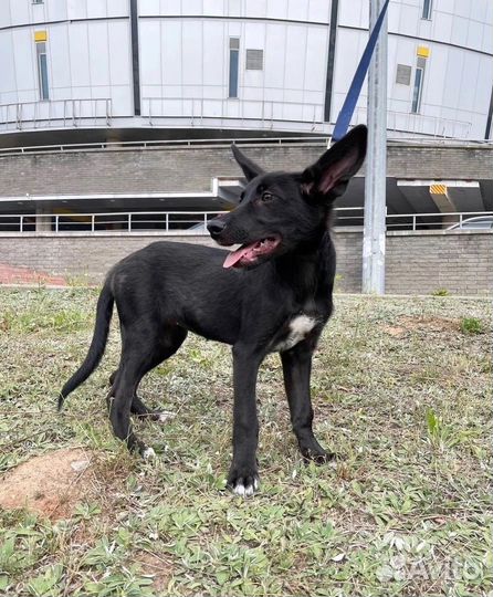 Милый щенок