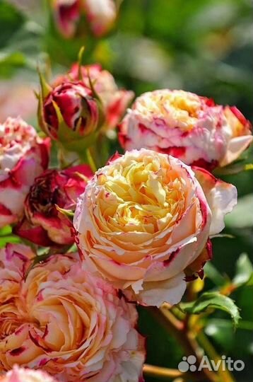 Саженцы роза вулканика аа+