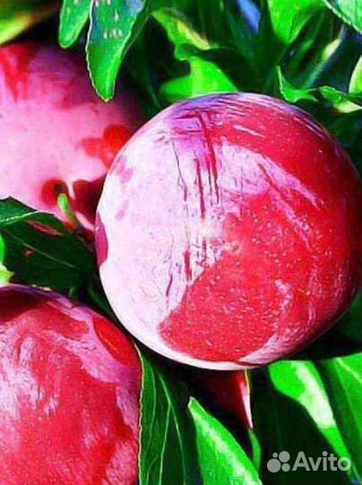 Саженцы сливы