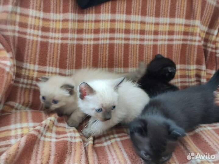 Вислоухие котята в добрые руки
