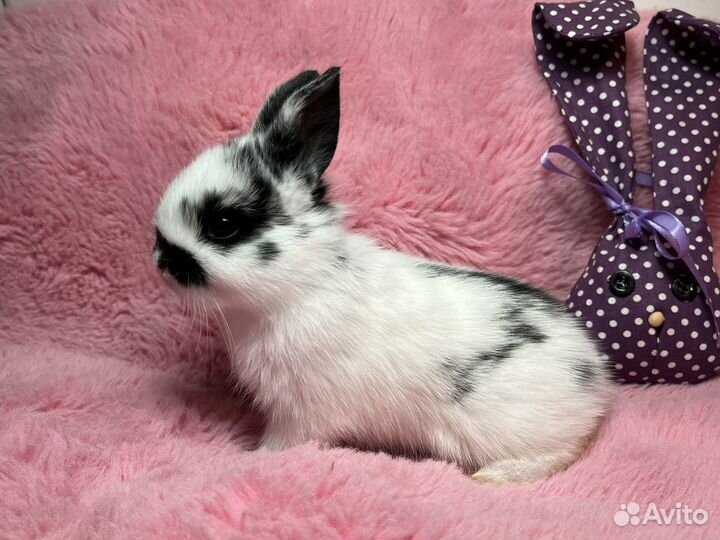 Крольчата в добрые руки