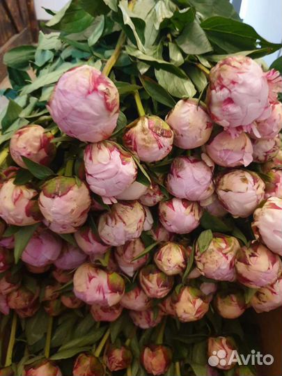 Пионы напрямую из Голландии пионы оптом