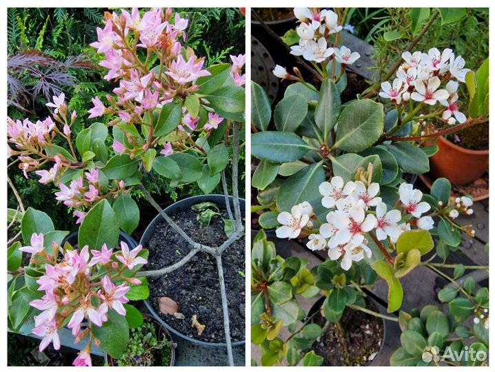 Иглочешуйник или рафиолепис