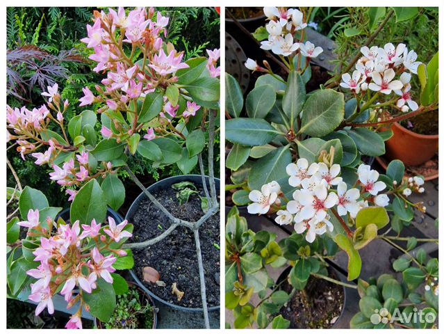 Иглочешуйник или рафиолепис