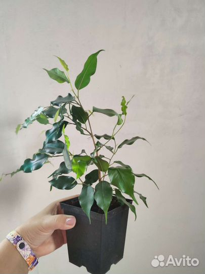 Фикус бенджамина