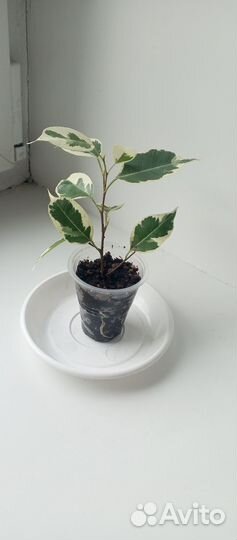 Фикус бенджамина Старлайт и другие растения