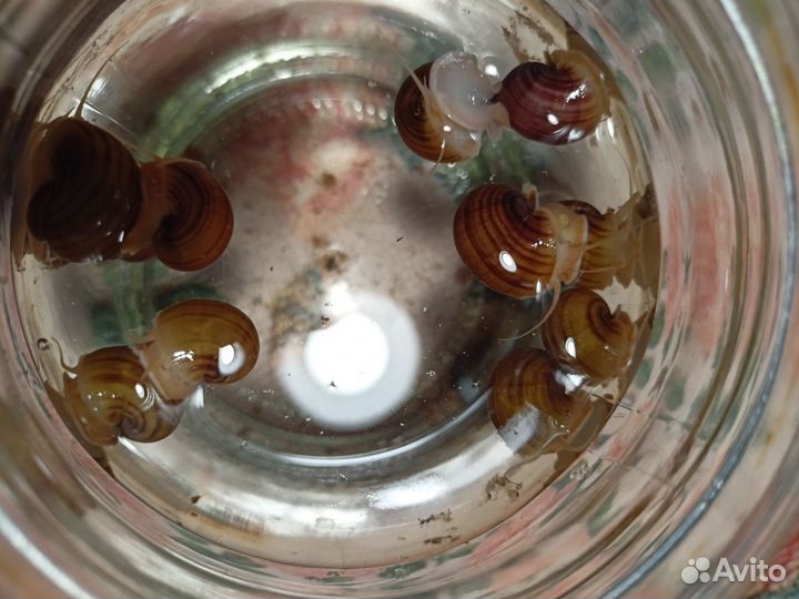 Улитки ампулярии