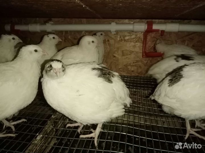 Перепелки несушки