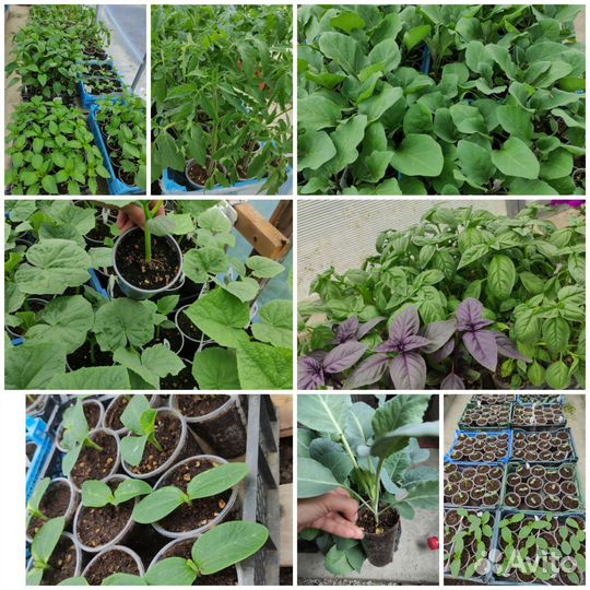 Рассада овощей Есть всё