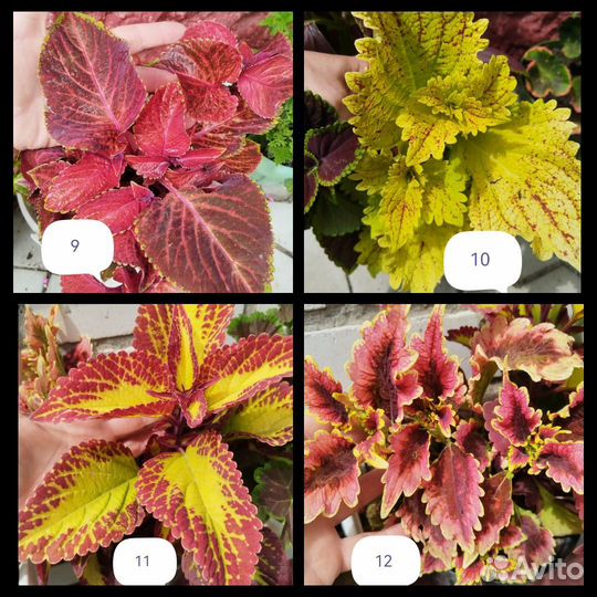 Красавцы Колеусы