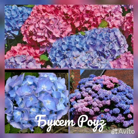 Гортензия саженцы