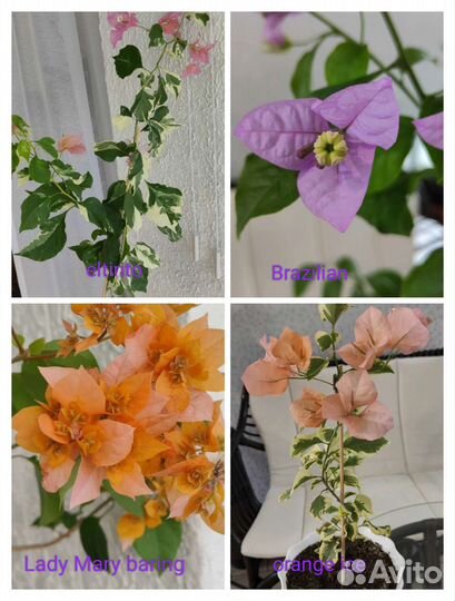 Бугенвиллии 74 сорта