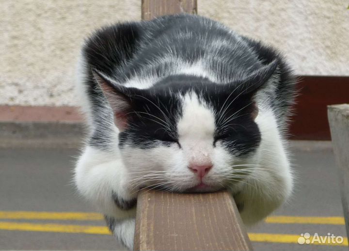 Кошка ищет дом