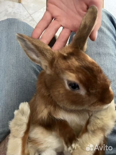 Карликовый кролик