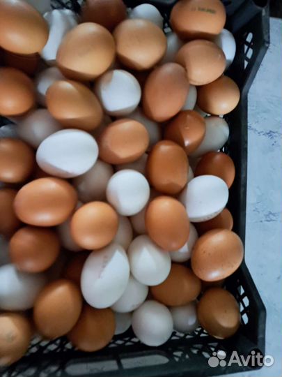 На корм животным