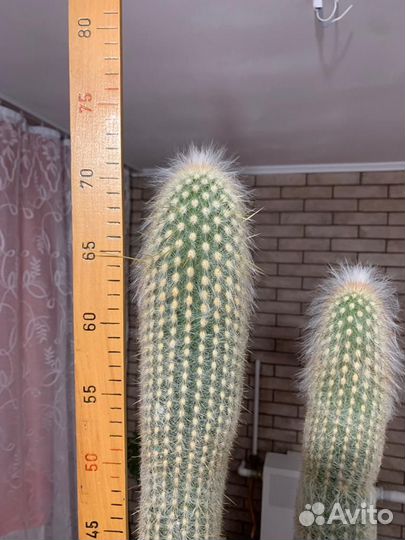 Кактус цветущий