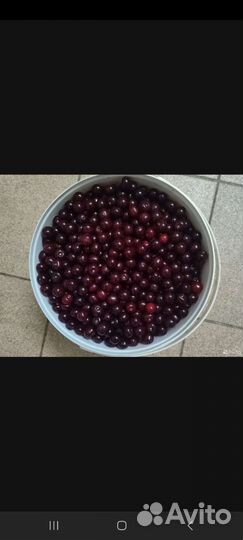 Вишня малина