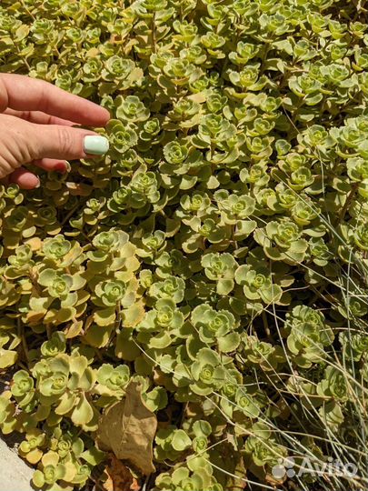 Очитки почвопокровные