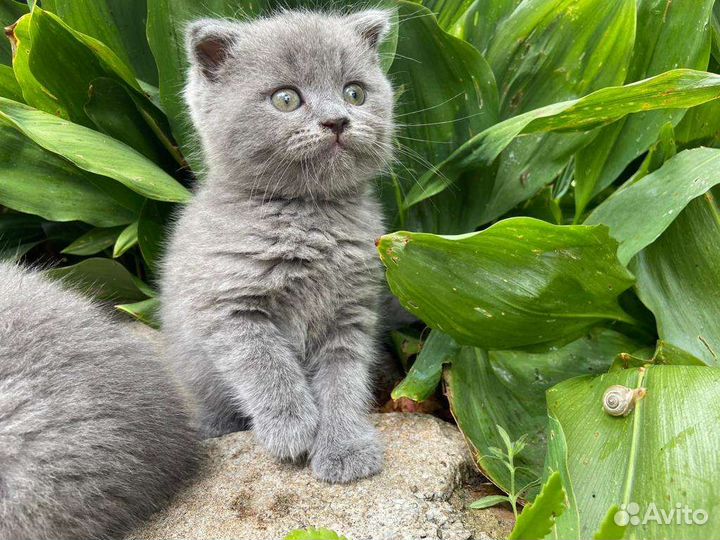 Шотландские котята