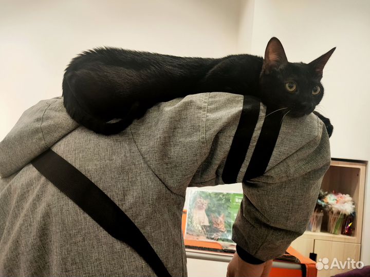 Бенгальские котята