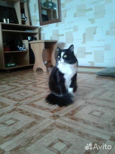 Вязка. Сибирский кот